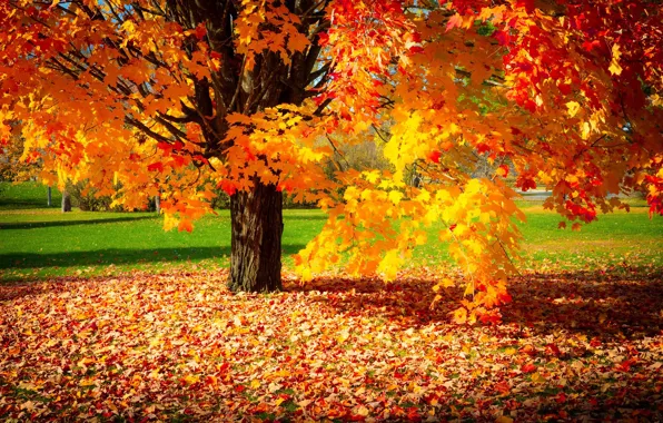 Picture autumn, leaves, trees