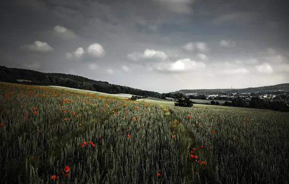 Wheat, field, Maki