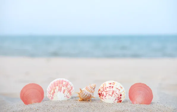 Sand, sea, summer, nature, tropics, shell, summer, sea
