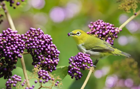Branches, berries, bird, fruit, lilac, bokeh, meal, cranioplastic