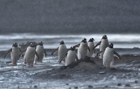 Sand, sea, beach, birds, rain, shore, pack, penguins
