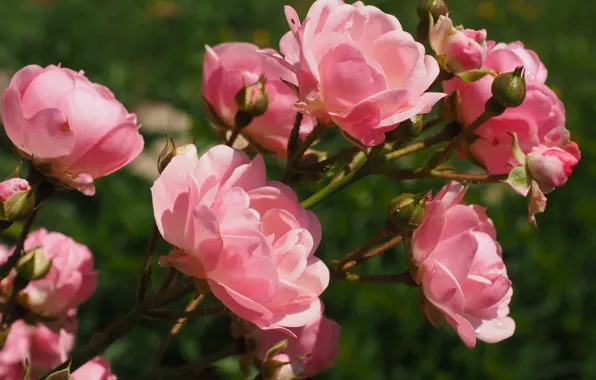 Rose, Bush, roses, rosebuds