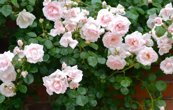 Roses, the bushes, rose Bush