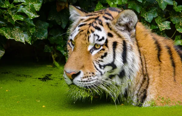 Face, tiger, bathing, pond