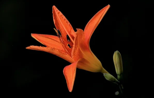 Flower, the dark background, Lily