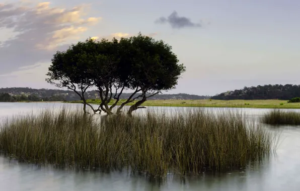 Grass, water, trees, lake