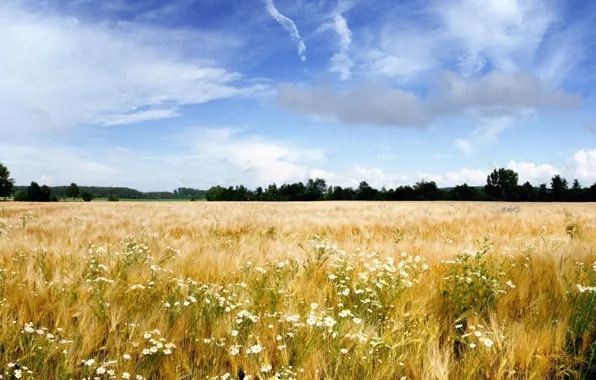 Sky, field, wheat