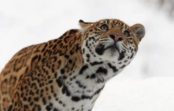 Picture winter, face, predator, Jaguar, wild cat, look up