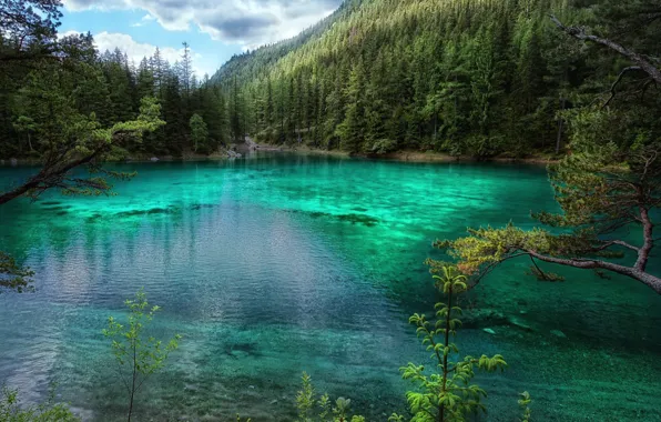 Forest, trees, lake, Austria, Green Lake, Green lake