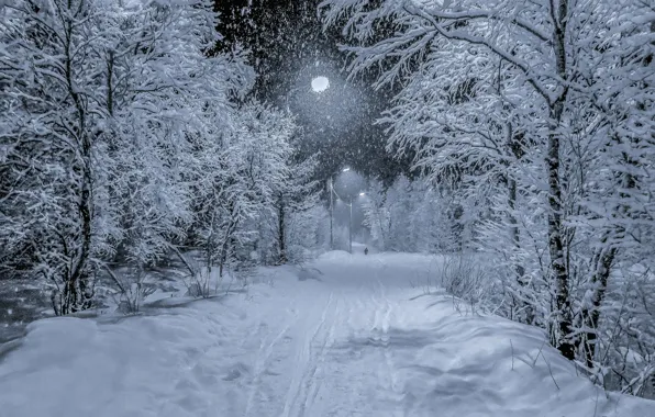 Winter, road, light, snow, trees, landscape, night, traces