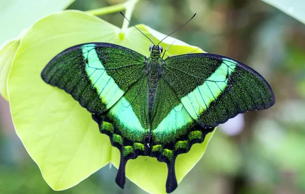 Leaves, microsemi, butterfly, wings, insect, beautiful, closeup