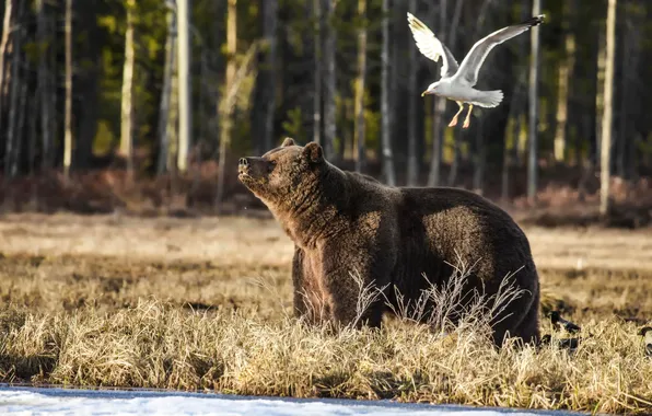 Picture forest, animal, seagulls, bear, bear