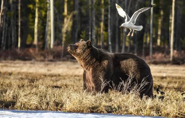 Picture forest, animals, Seagull, bear, Bear