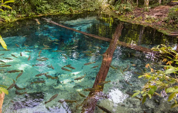 Picture trees, fish, pond, clear water