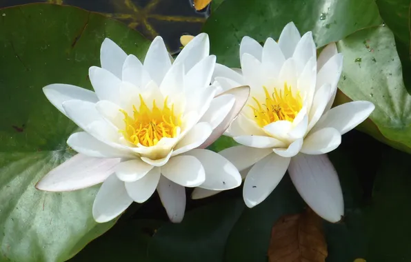 Picture leaves, Lily, petals, white, water