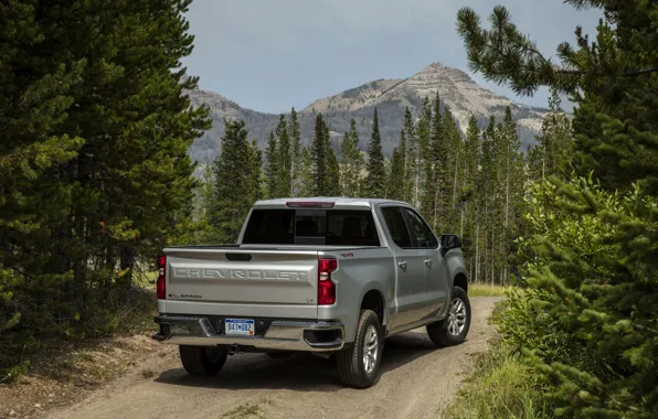 Mountain, Chevrolet, pickup, coniferous forest, Silverado, 2019, Silverado LT