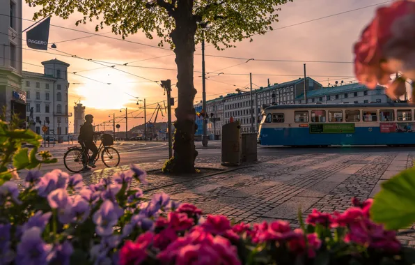 The city, building, home, the evening, tram, cyclist, Sweden, Gothenburg