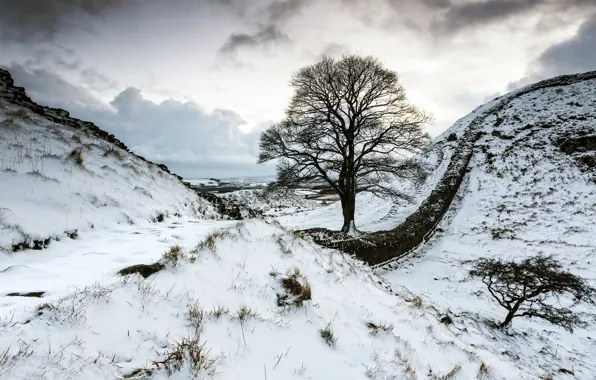 Picture snow, trees, mountains, the fence