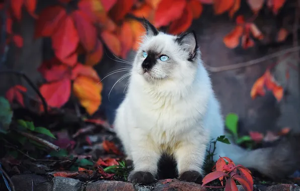 Autumn, cat, look, leaves, pose, stones, kitty, wall