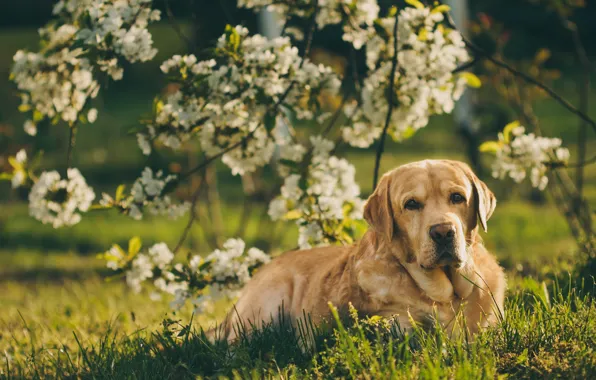 Picture look, branches, dog, spring, garden, flowering, Labrador Retriever