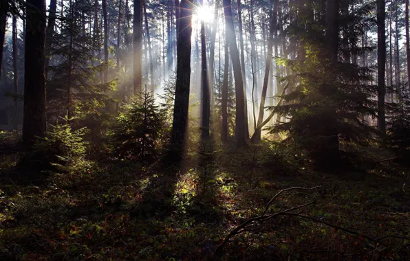 Forest, grass, the sun, rays, light, trees, foliage, ate