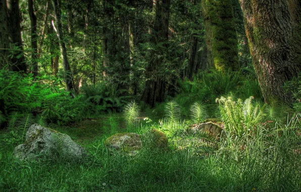 Picture forest, grass, light, trees