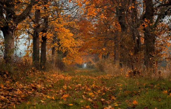 Picture autumn, leaves, nature