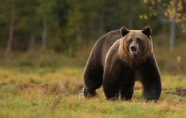 Autumn, look, nature, pose, bear, bear, face, brown