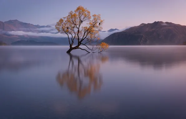 Picture autumn, trees, New Zealand, pond