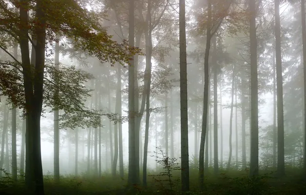 Forest, trees, nature, fog, morning
