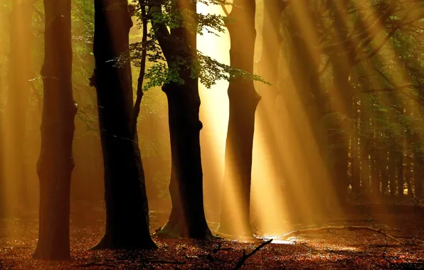 Autumn, forest, rays, trees, Nature, morning, forest, trees