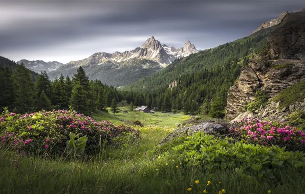 Picture forest, grass, landscape, flowers, mountains, nature, beauty, meadow