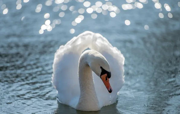 Nature, bird, Swan