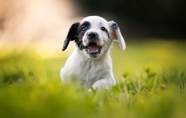 Grass, joy, mood, puppy, walk, bokeh, doggie, Cocker Spaniel