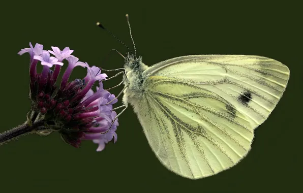 Picture flower, butterfly, butterfly