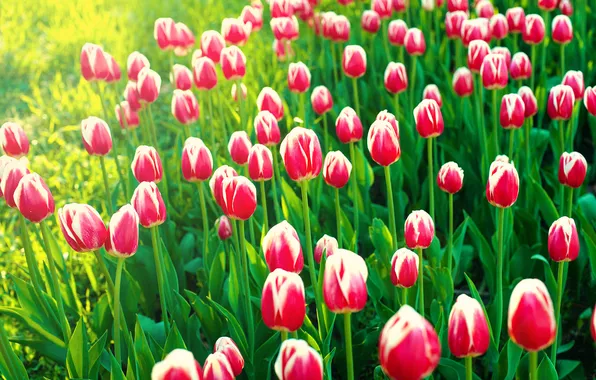 Light, flowers, spring, tulips, red, buds, flowerbed, a lot