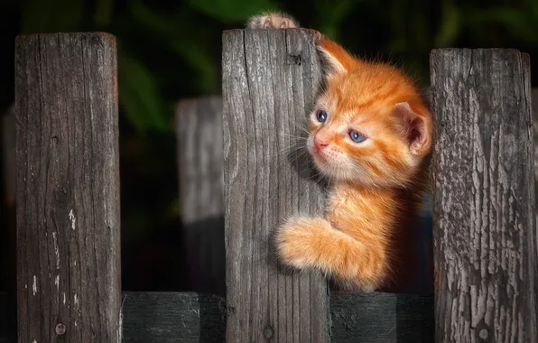 Picture the fence, legs, baby, muzzle, kitty, Victor Kholudeev, red