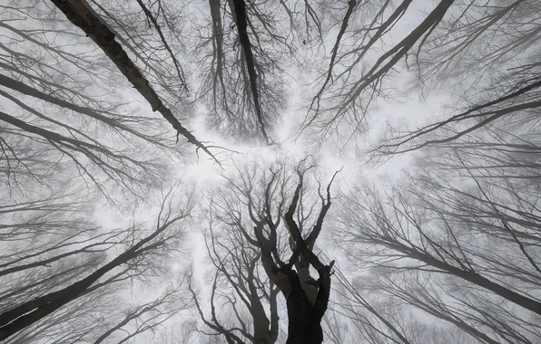 Forest, branches, fog, VLADSTUDIO