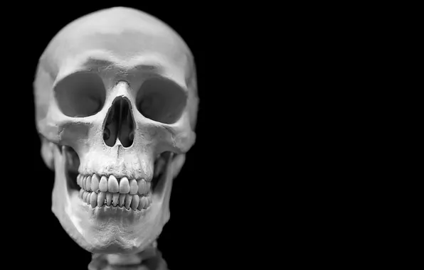 Macro, background, skull