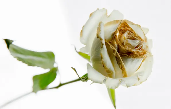 Flowers, background, roses