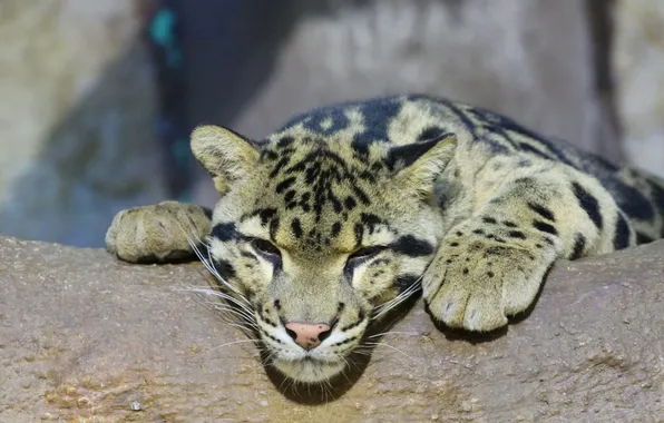Face, stay, paw, predator, clouded leopard