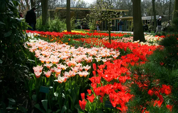 Park, tulips, Netherlands, colorful, Keukenhof, flower garden