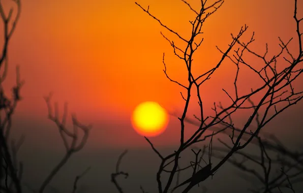 Picture the sky, the sun, sunset, branch, silhouette