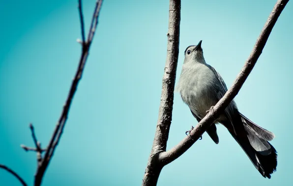 Branches, background, bird