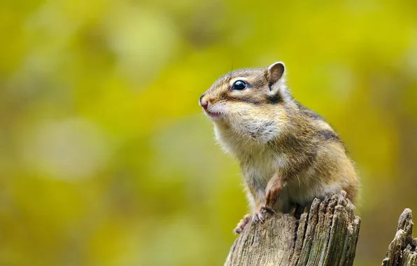 Look, stump, Chipmunk, face, green background, bokeh