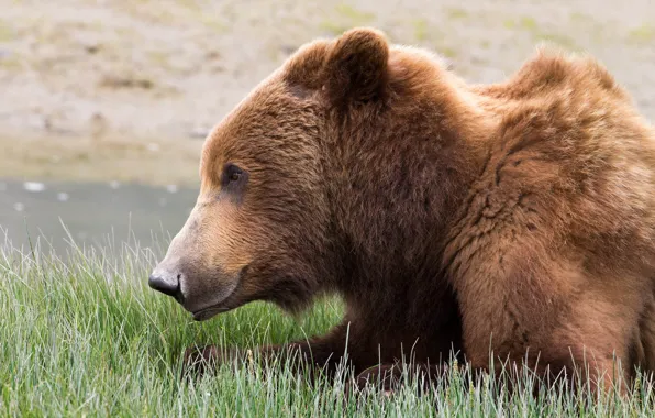 Picture grass, nature, brown bear