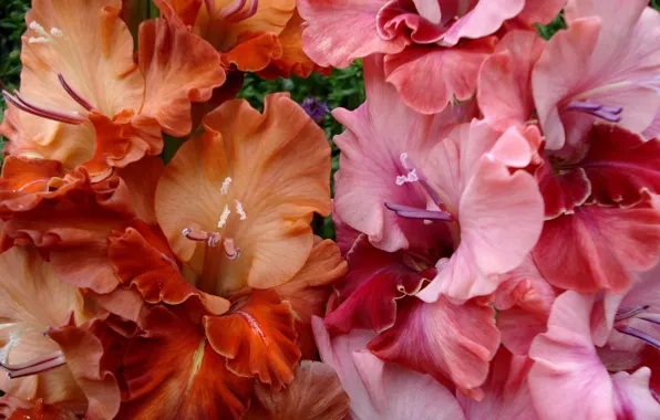 Summer, flowers, gladiolus