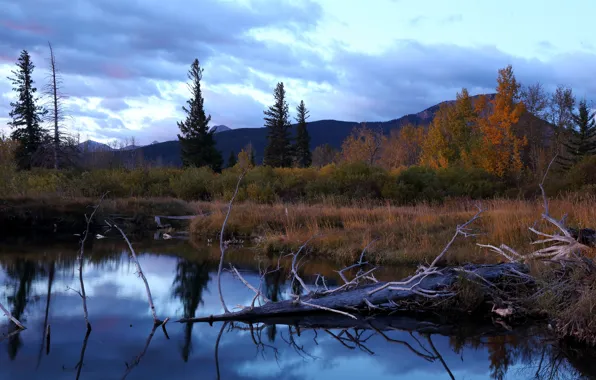 Autumn, forest, mountains, lake, driftwood
