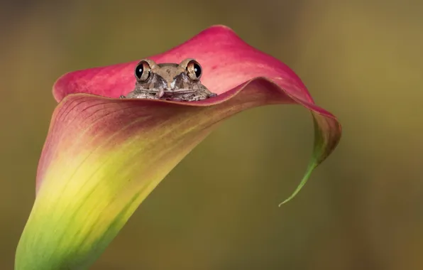 Wallpaper flower, nature, frog for mobile and desktop, section природа