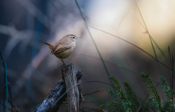 Picture grass, nature, snag, bird